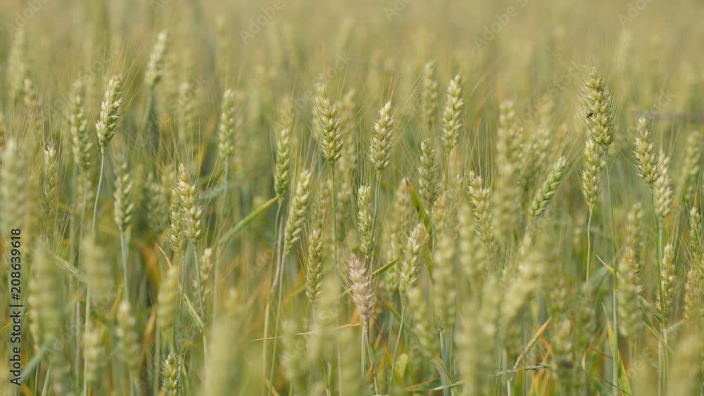 organic food prodution wheat field organic crop close organic food prodution wheat field organic crop close