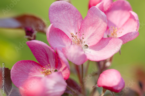 beautiful gentle pink flowers of apple trees