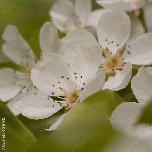 cherry branch with beautiful white flowers