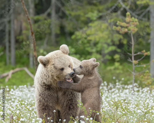 Bear mother growls to the cub in the middle of the cotton grass in a Finnish bog © Juha Saastamoinen