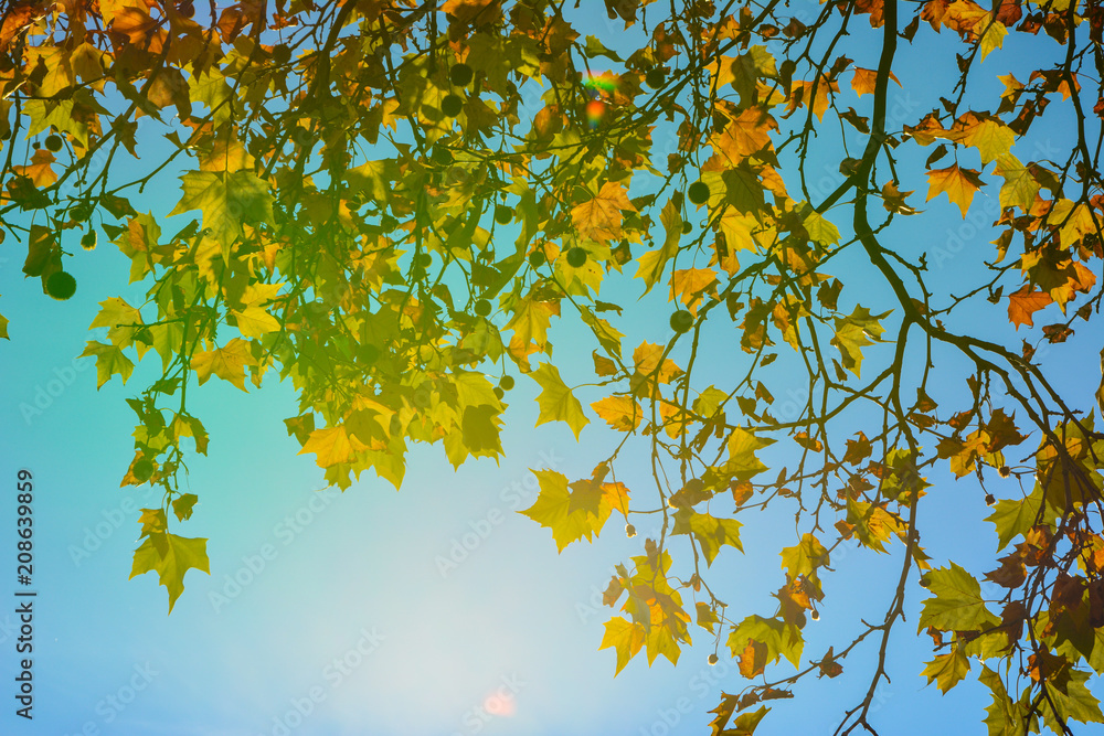 Herbstblätter am Baum in der Sonne Herbstblätter am Baum in der Sonne