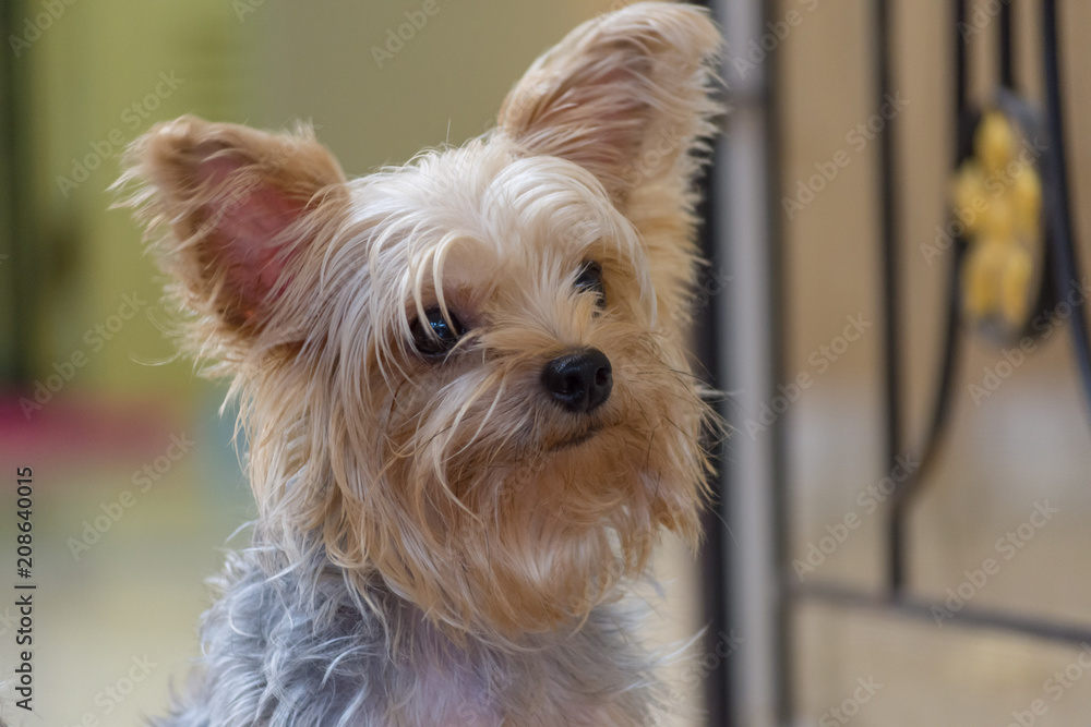可愛い 小型 犬 ヨークシャテリア Stock Photo Adobe Stock 可愛い 小型 犬 ヨークシャテリア Stock Photo Adobe Stock