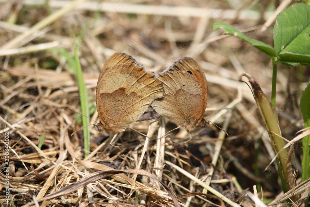 Obraz premium Papillons