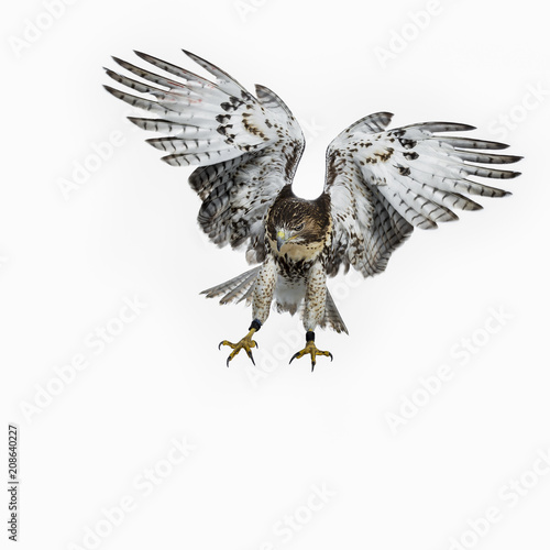 Buzzerd in full flight preparing for landing isolated on white background and looking focussed down and wings totally spread