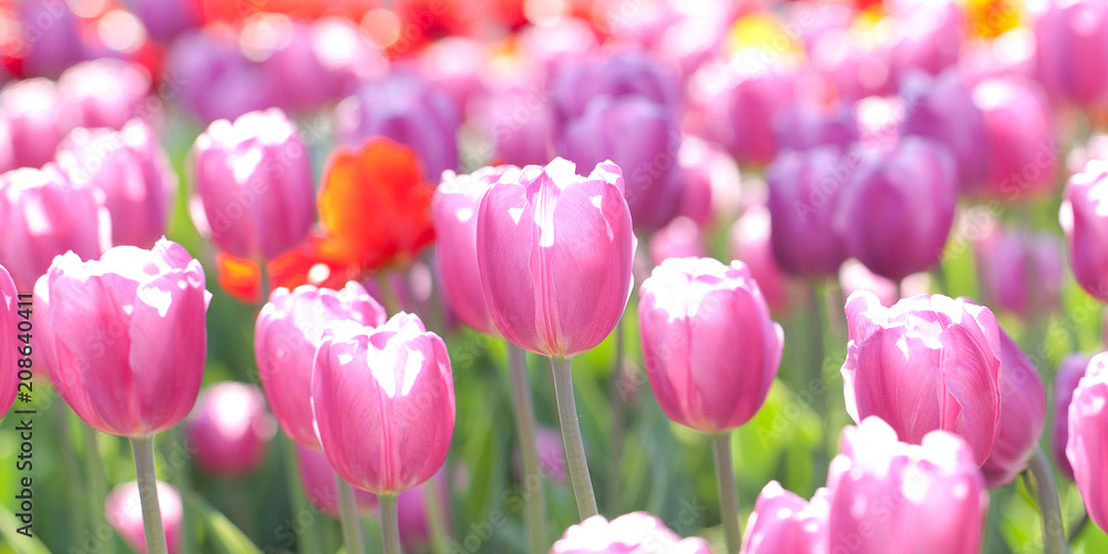 bright multi-colored tulips blooming in a field or on a flower bed in a park or in a garden bright multi-colored tulips blooming in a field or on a flower bed in a park or in a garden