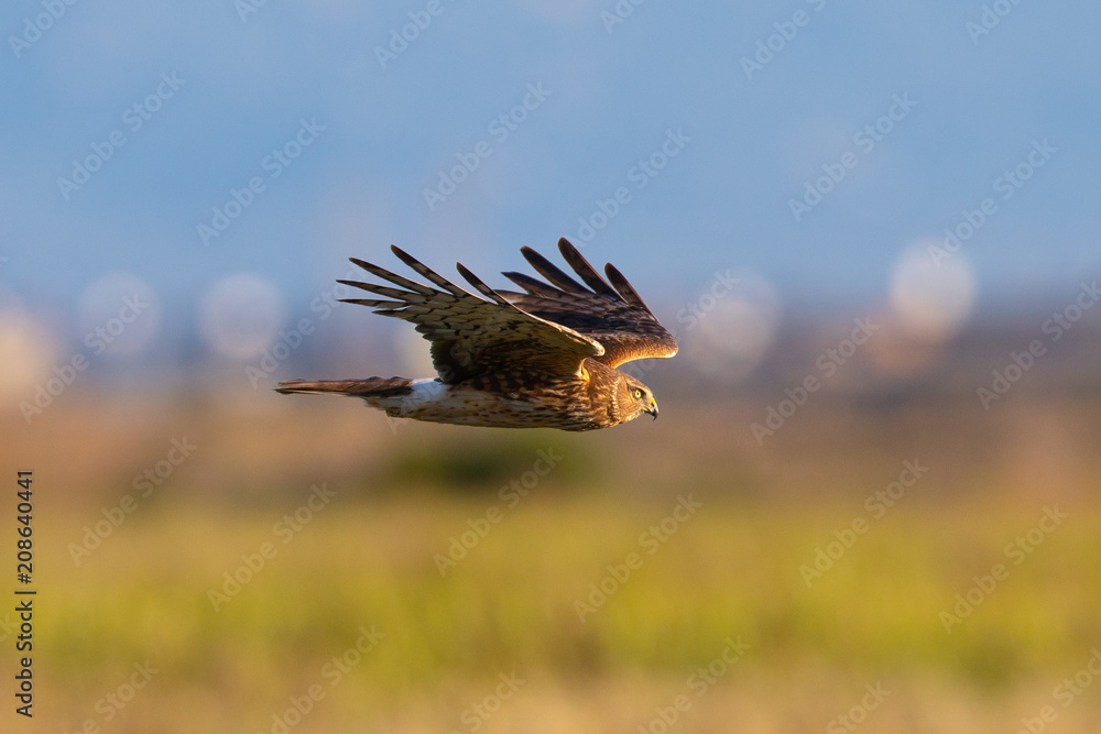 Obraz premium Extremely close view of a female Northern harrier in beautiful light, seen in the wild near the San Francisco Bay