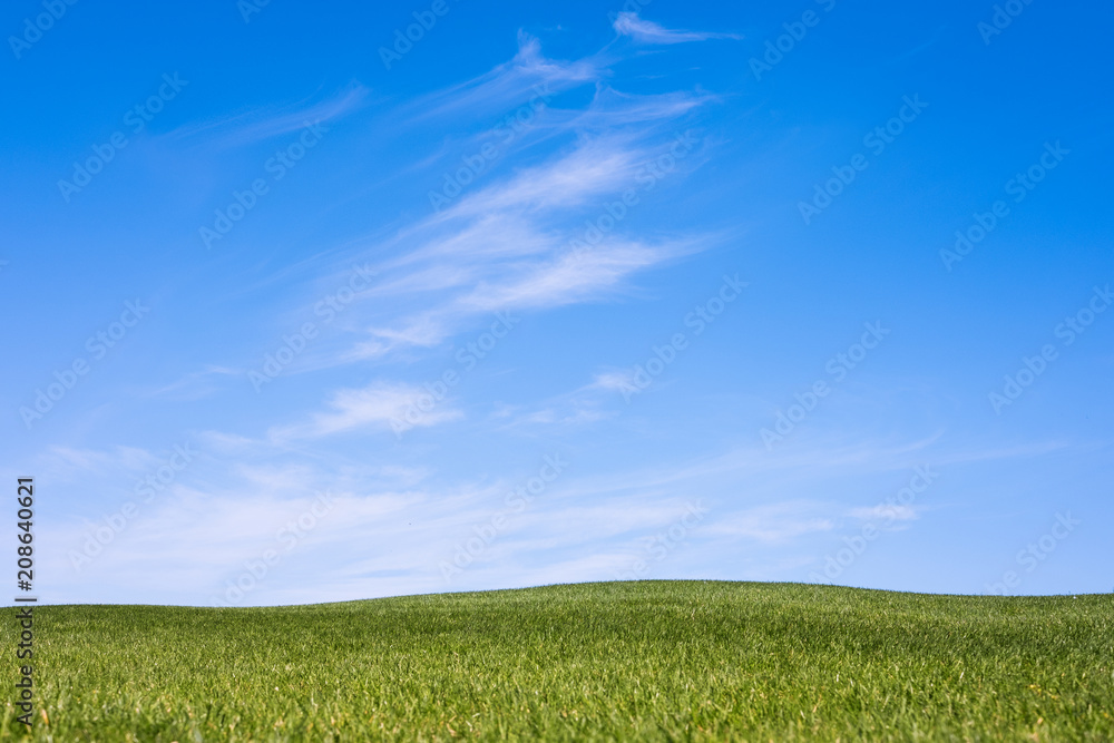 Fototapeta premium Green spring sunny city park with beautiful green grass meadow