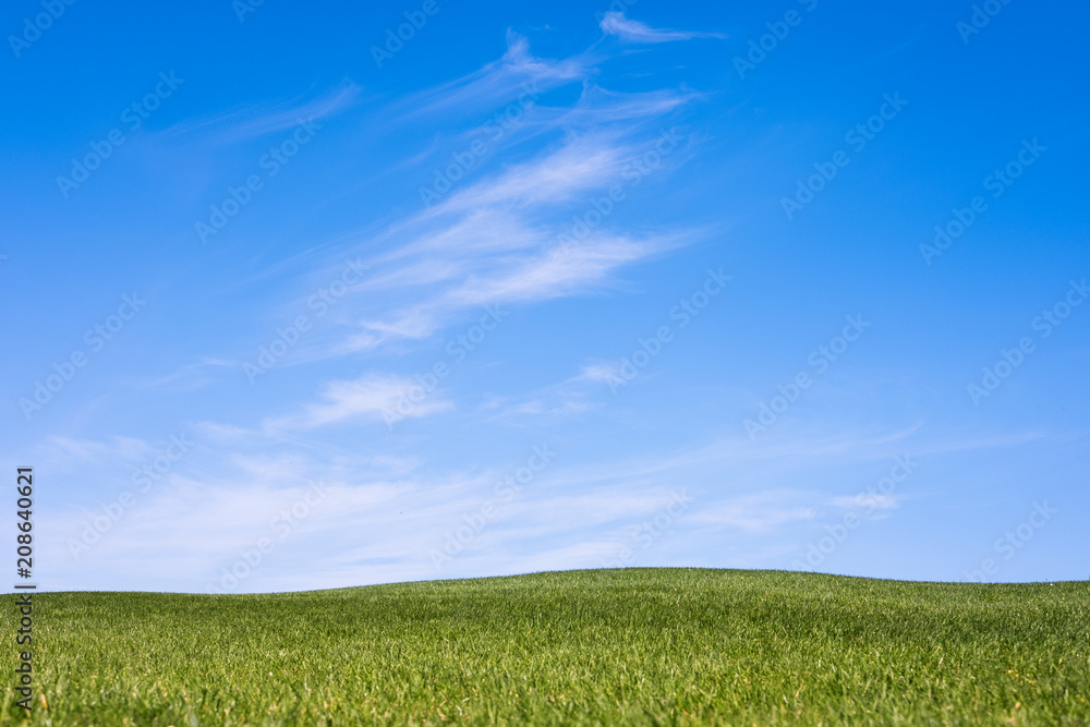 Green spring sunny city park with beautiful green grass meadow