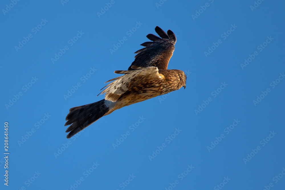 Obraz premium Extremely close view of a female Northern harrier in beautiful light, seen in the wild near the San Francisco Bay