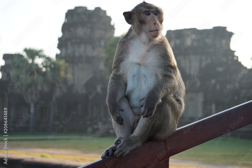 Fototapeta premium Macaque in Angkor Wat, Siem Reap, Cambodia