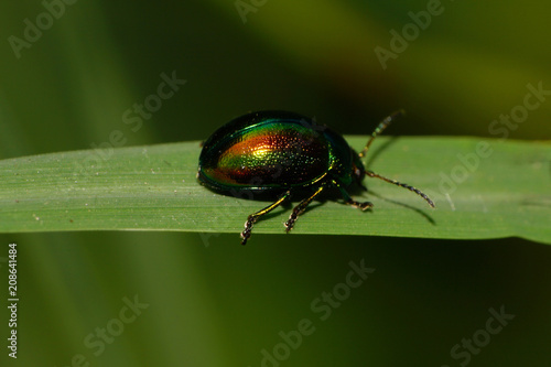 Macro of green leafhopper beetle on a leaf photo