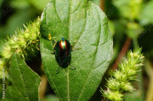 Macro beetle of Chrysolina herbacea leafhopper on green leaf photo