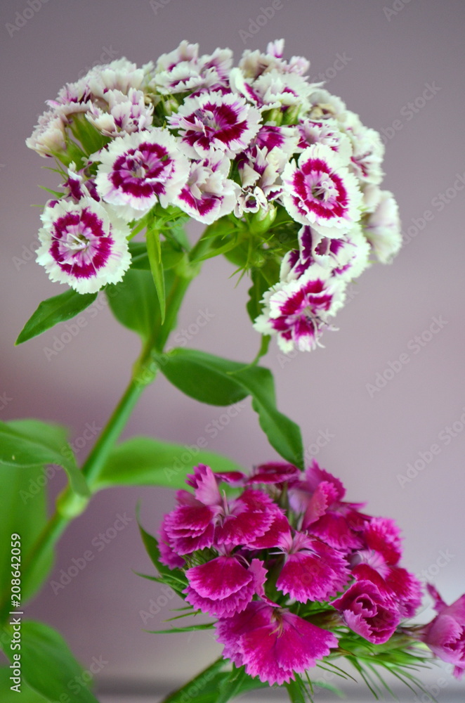 Obraz premium Турецкая гвоздика - цветущий многолетний цветок 