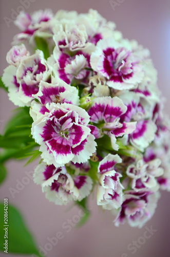 Турецкая гвоздика - цветущий многолетний цветок   © yuliyam