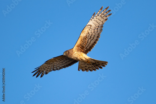 Extremely close view of a female Northern harrier in beautiful light  seen in the wild near the San Francisco Bay