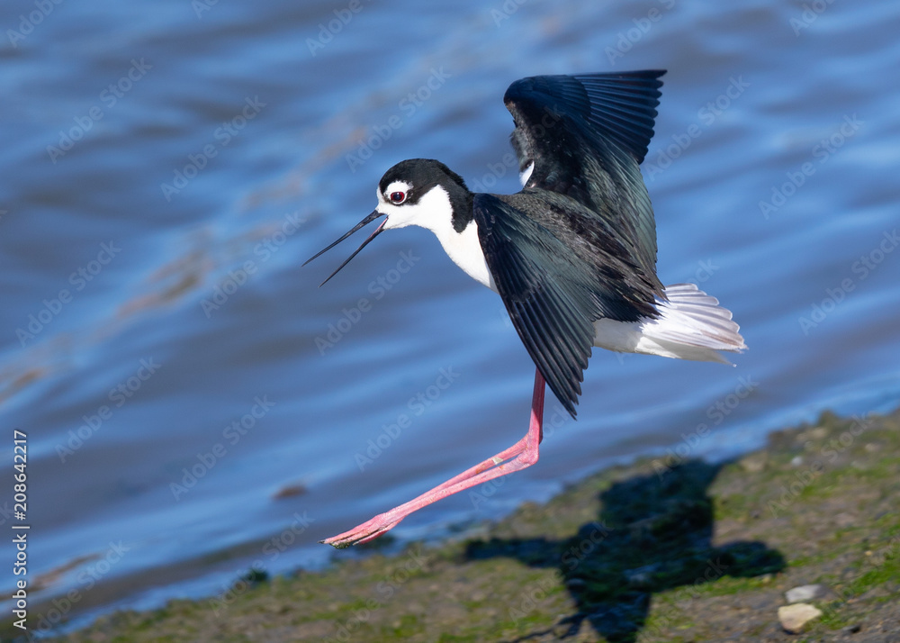 Obraz premium Black-necked stilt landing, seen in a North California marsh