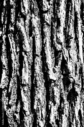 Tree Texture Contrast