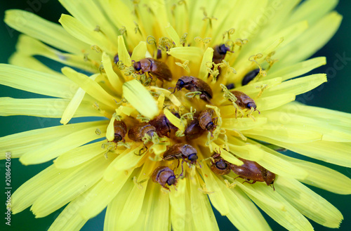 Fototapeta Naklejka Na Ścianę i Meble -  Himbeerkäfer im Löwenzahn