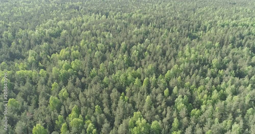 Aerial side flight over mixed forest on a sunny summer day Aerial side flight over mixed forest on a sunny summer day