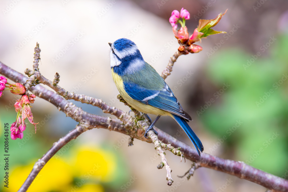 Blue tit bird in a cherry tree