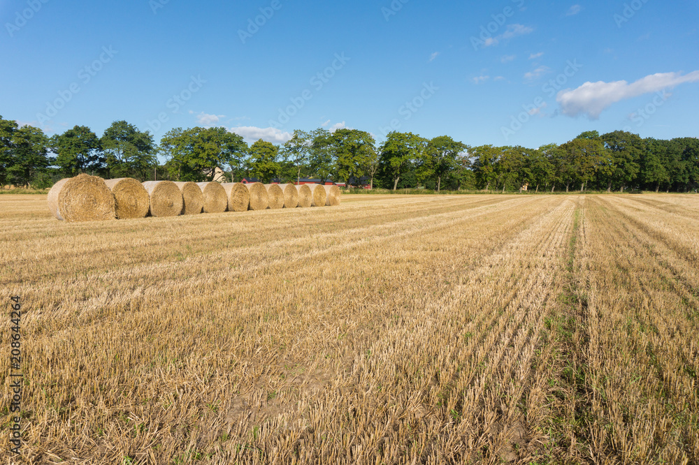 Round bales of straw on a field