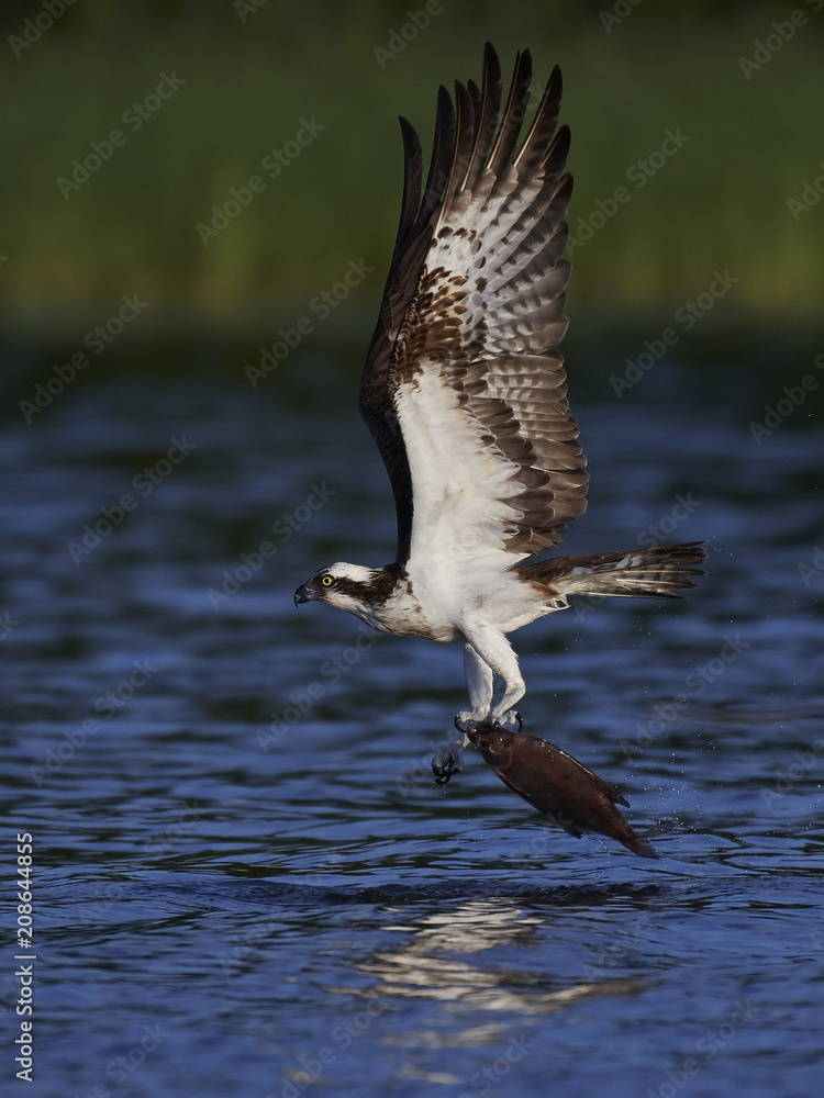 Obraz premium Osprey (Pandion haliaetus)