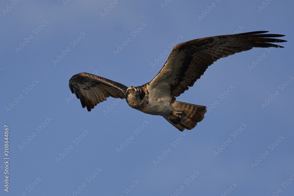 Obraz premium Osprey (Pandion haliaetus)
