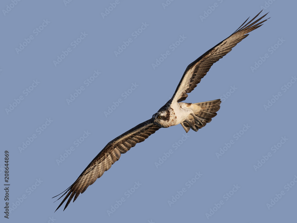Fototapeta premium Osprey (Pandion haliaetus)