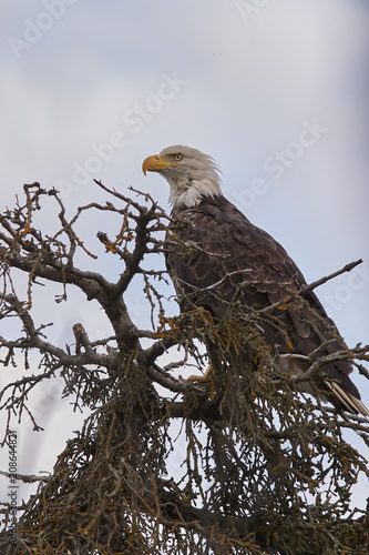 American bald angle perching in the wilderness