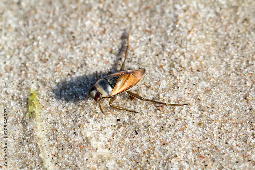 Fototapeta premium Wanze, Insekt im Sand 