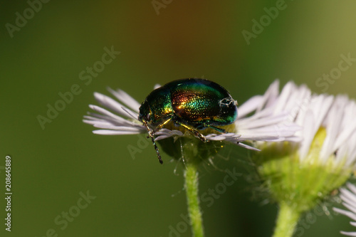 Close-up  of a green beetle Chrysolina herbacea on a white flower of the species Erigeron canadensis photo