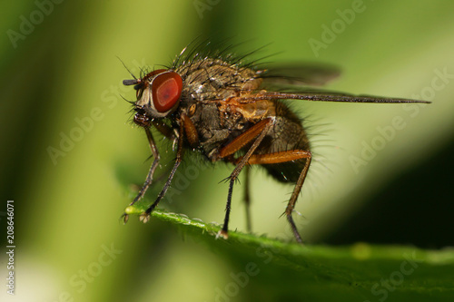 Macro of caucasian furry fly of type Stomocos calcitrans on green leaf photo