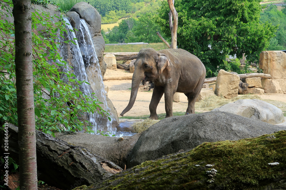 A small Indian Elephant walking by a waterfall