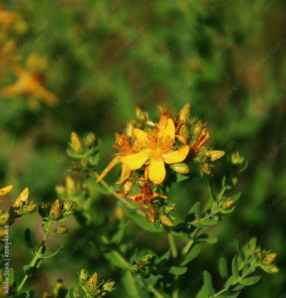  Johanniskraut  Hypericum perforatum