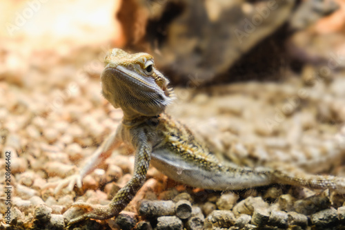bearded dragon in a terrarium, leaning against a log and looking in the camera