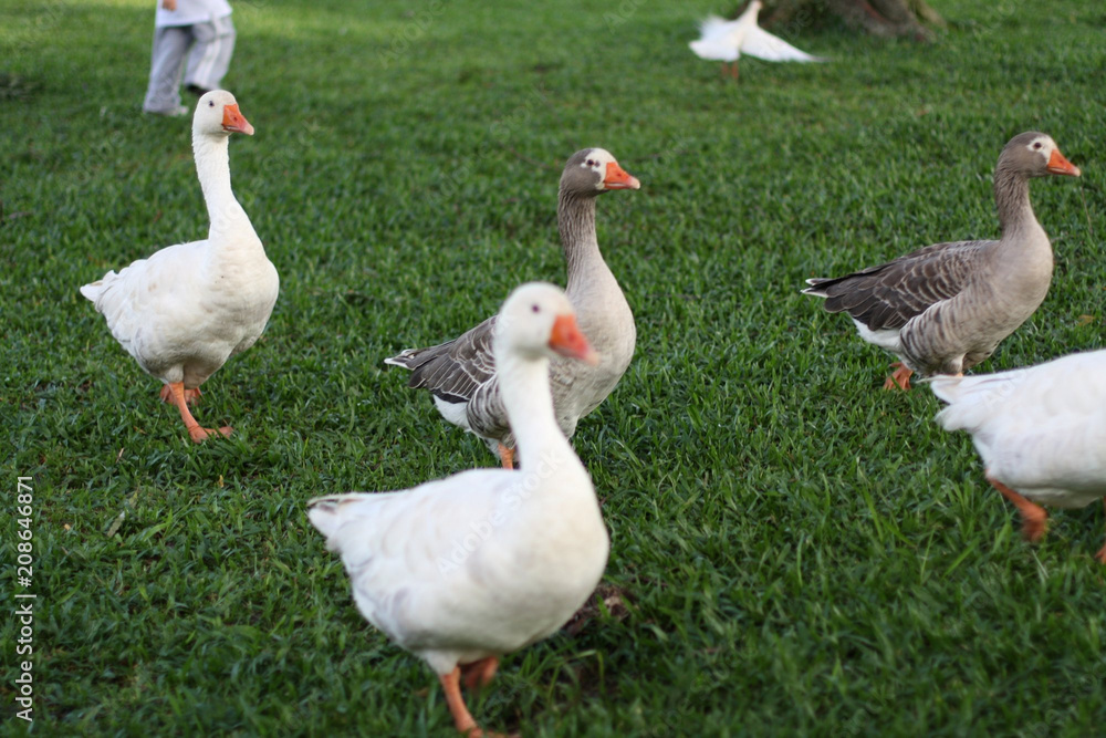 Some gooses appear on a green grass field Some gooses appear on a green grass field