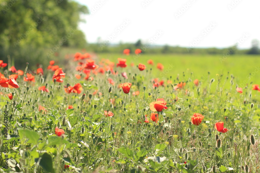 poppies. the blossoming red flowers in the field. Background flora