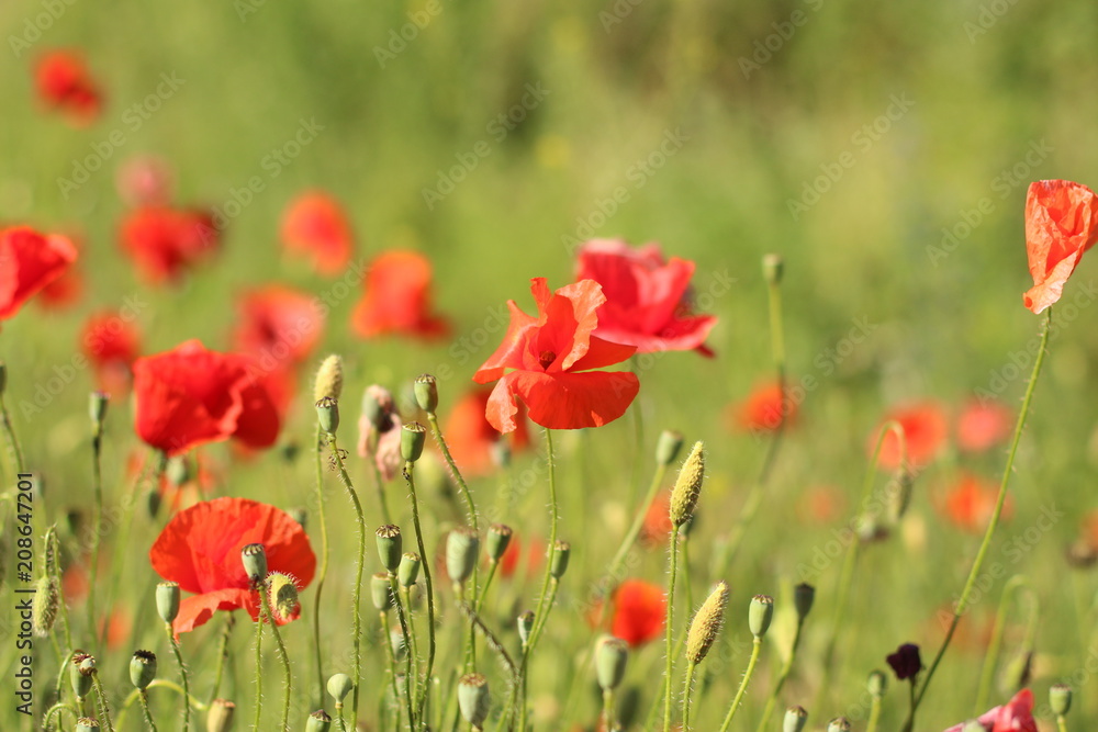 poppies. the blossoming red flowers in the field. Background flora poppies. the blossoming red flowers in the field. Background flora