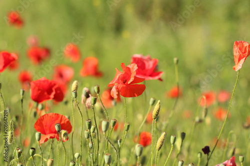 poppies. the blossoming red flowers in the field. Background flora