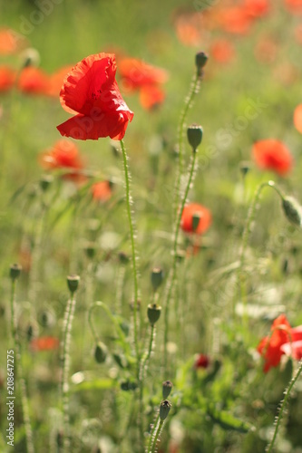 poppies. the blossoming red flowers in the field. Background flora