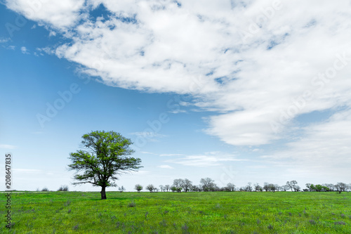 Lonely green tree in the middle of a meadow field against a blue sky background with white clouds. Spring landscape