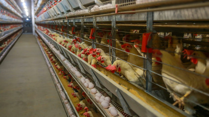 Fotobehang Kip Moderne pluimveehouderij met eieren  © emrekaya