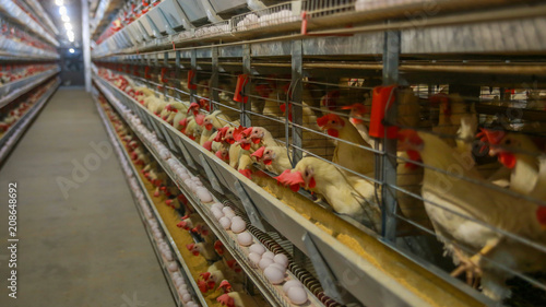 Building of a modern chicken farm, chickens and egg