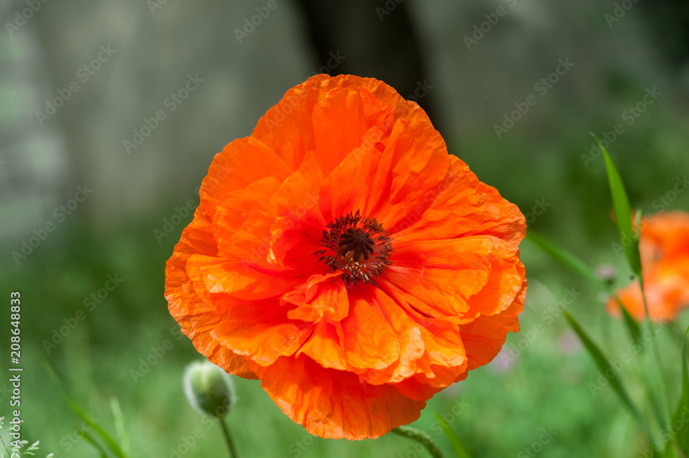 Single Flowering Red Poppy flower with bud in a meadow in spring. outdoor shot in the field with shallow depth of field. Single Flowering Red Poppy flower with bud in a meadow in spring. outdoor shot in the field with shallow depth of field.