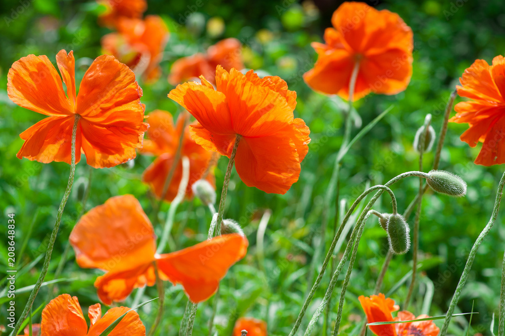 Flowering Red Poppy flowers in a meadow in spring. outdoor shot in the field with shallow depth of field. rear view Flowering Red Poppy flowers in a meadow in spring. outdoor shot in the field with shallow depth of field. rear view