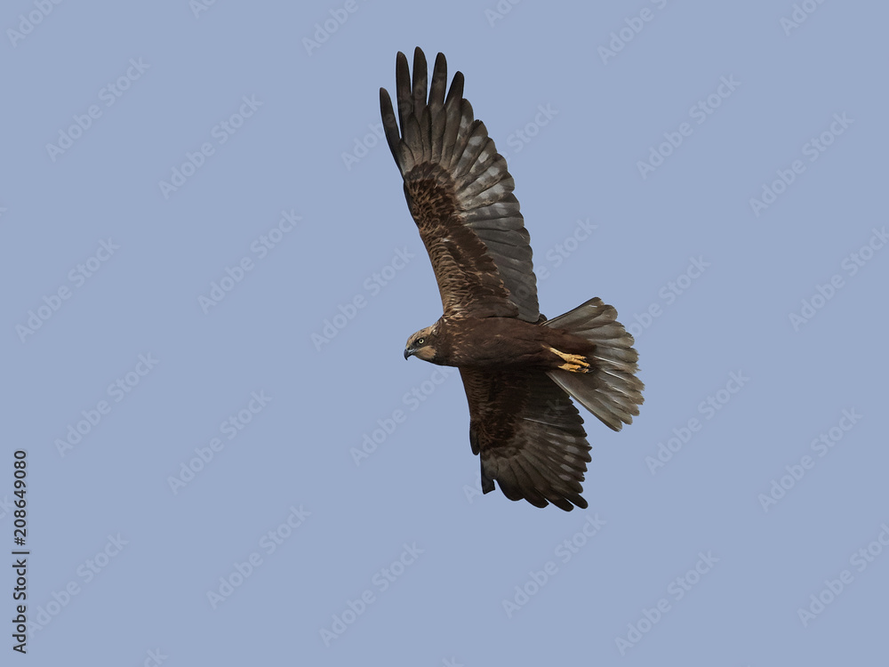 Fototapeta premium Western marsh harrier (Circus aeruginosus)
