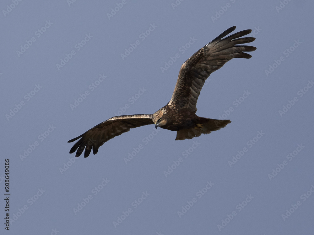 Fototapeta premium Western marsh harrier (Circus aeruginosus)