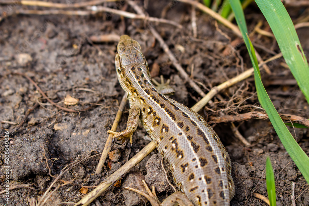 Sand lizard or Lacerta agilis, female
