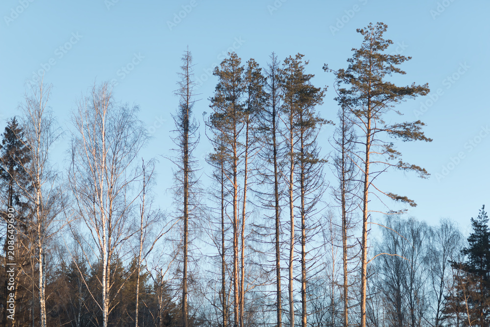 Natural Green Pine forest Natural Green Pine forest