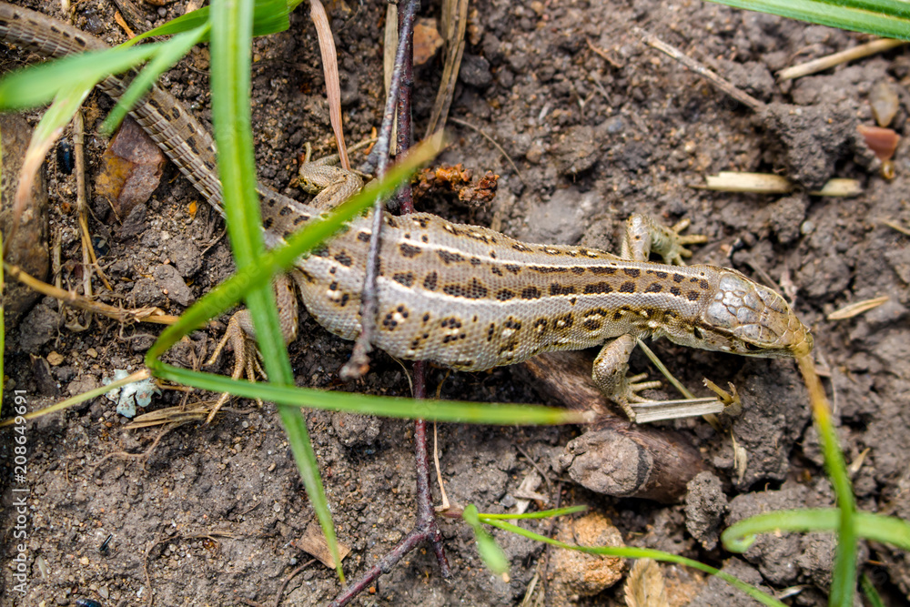 Sand lizard or Lacerta agilis, female
Sand lizard or Lacerta agilis, female